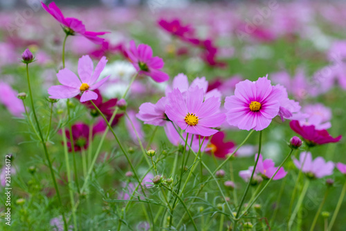 Cosmos Flower / Furusato Plaza in Sakura City, Chiba Prefecture, Japan