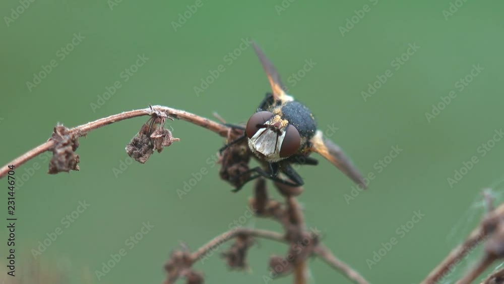 Insect Diptera tachiinid fly closeup, Tachinidae, sitting on green leaf, macro view in garden, in forest, nature beauty flora green background, field, meadow, on outskirts Insect Diptera tachiinid fly closeup, Tachinidae, sitting on green leaf, macro view in garden, in forest, nature beauty flora green background, field, meadow, on outskirts