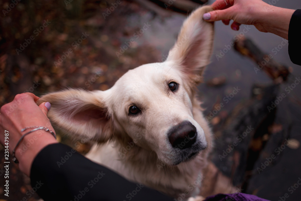 Beautiful golden retriever in the autumn forest Beautiful golden retriever in the autumn forest
