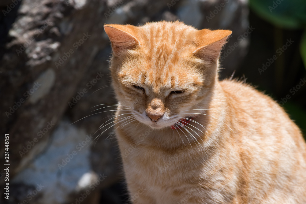 Obraz premium 猫 cat
