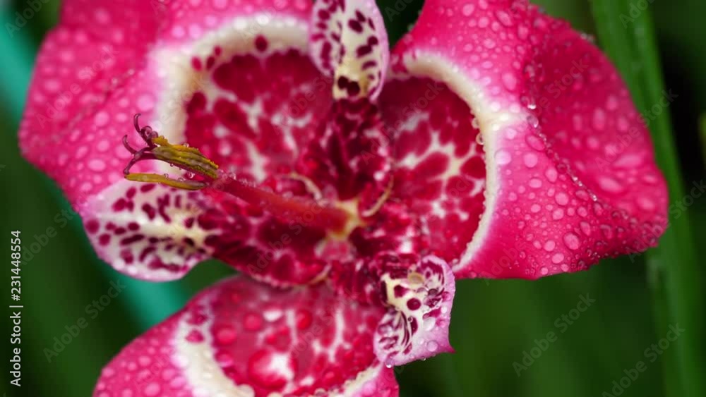 Pink Tigridia pavonia flower after rain Pink Tigridia pavonia flower after rain
