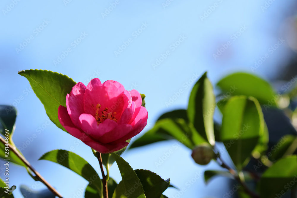 山茶花 山茶花