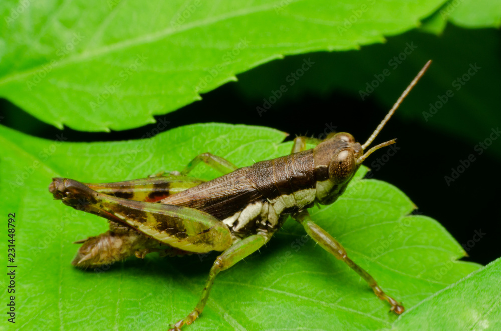 grasshopper on green grass grasshopper on green grass