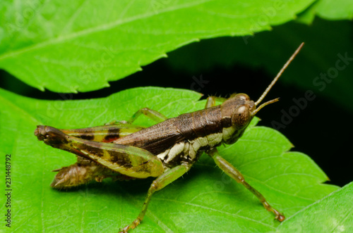 grasshopper on green grass © kedsirin