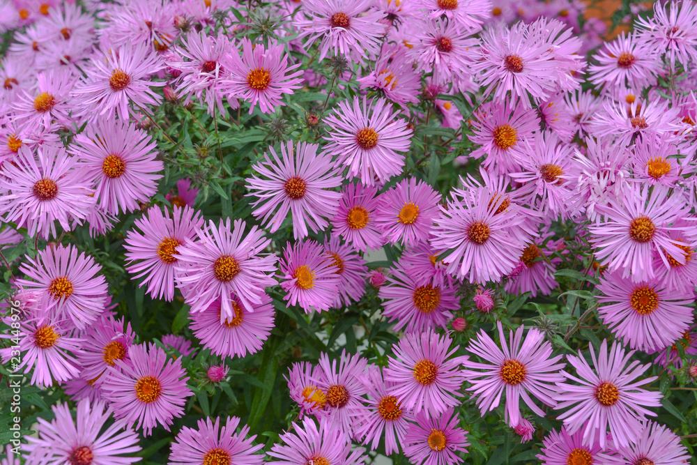 Background of flowers of Korean lilac chrysanthemum. Autumn late blooming flowers. Background of flowers of Korean lilac chrysanthemum. Autumn late blooming flowers.