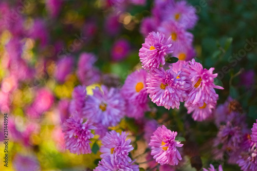 Lilac flowers with yellow center and foliage on the background of beautiful bokeh. Autumn late-flowering flowers.