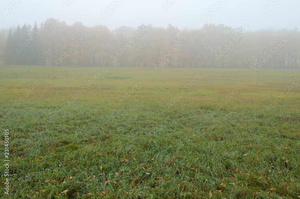 Fototapeta premium Autumn landscape in the Park.