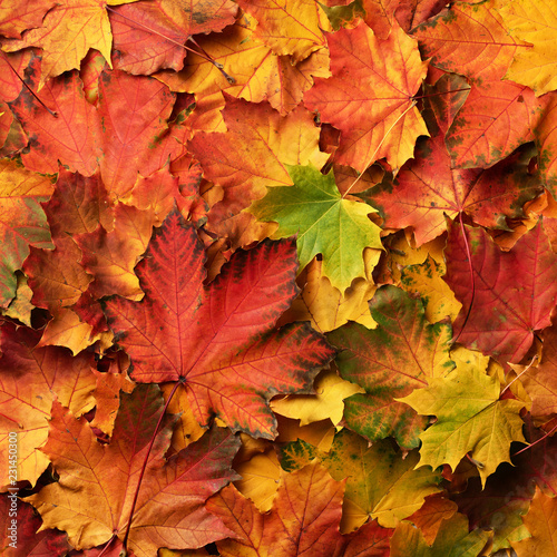 Red  orange  yellow and green maple leaves background. Golden autumn concept. Sunny day  warm weather. Top view. Banner. Square crop