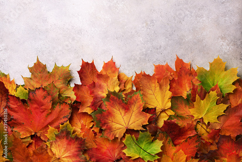 Colorful autumn leaves on gray concrete background with copy space. Cozy fall mood. Season and weather concept