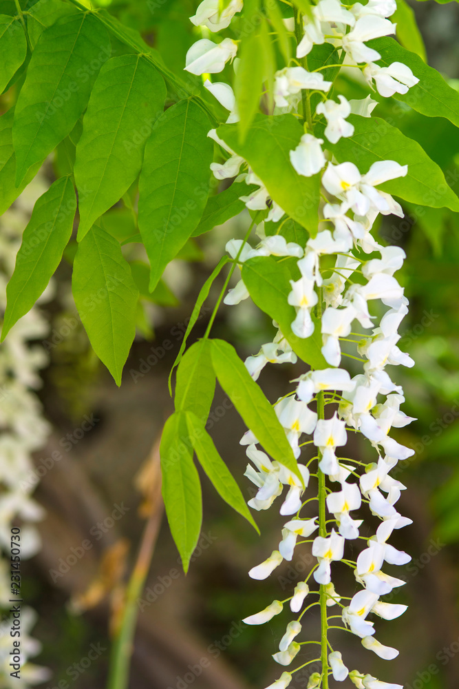Chinese wisteria, ( Wisteria sinensis) or Wisteria sinensis 'Alba' racemes of pure white, pea like flowers with green leaves