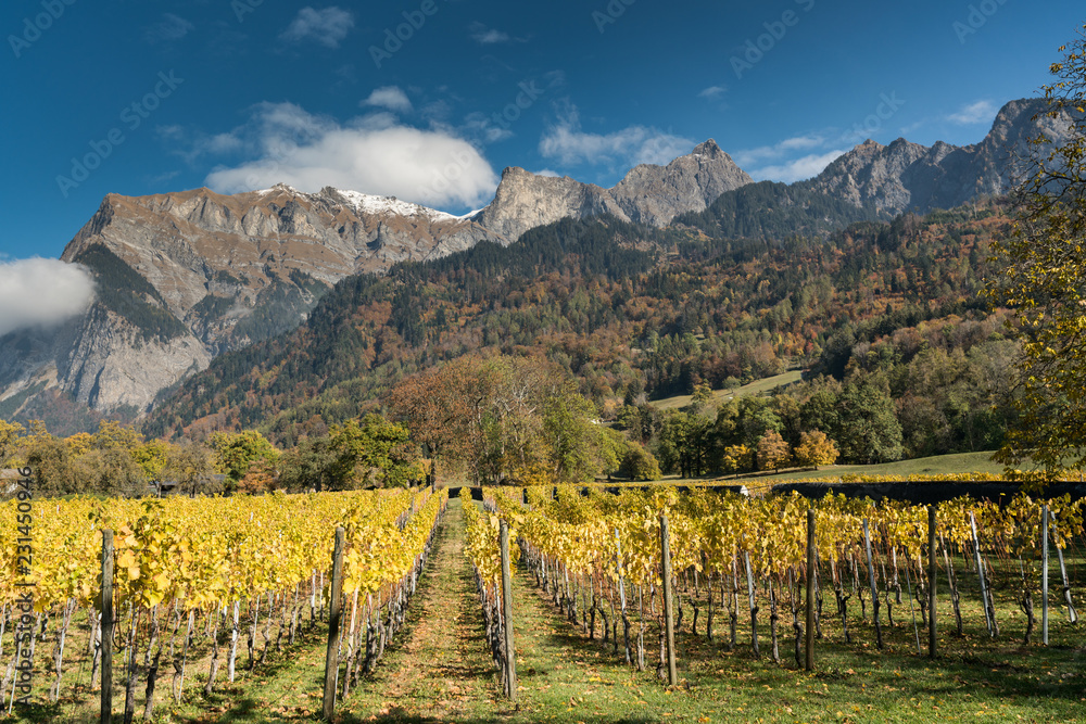Naklejka premium golden vineyards and grapevines in the mountain landscape of the Maienfeld region in Switzerland