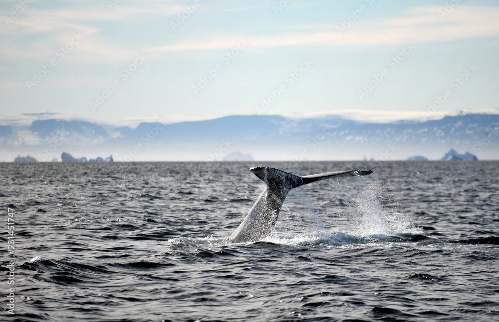 Fototapeta premium Greenland Sea Whale Watching.
