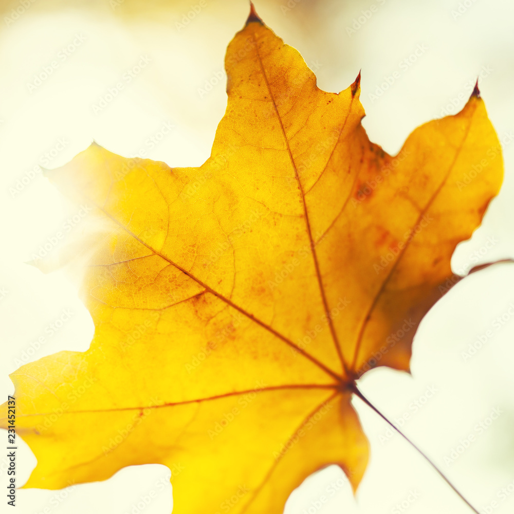 Autumn leaves background Autumn leaves background
