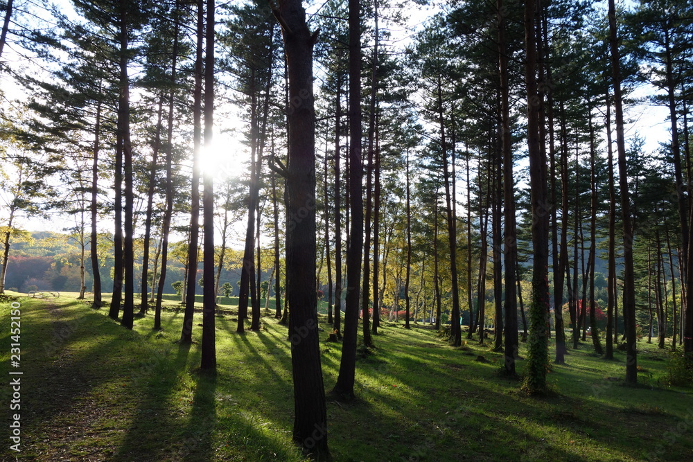 Fototapeta premium 森の中