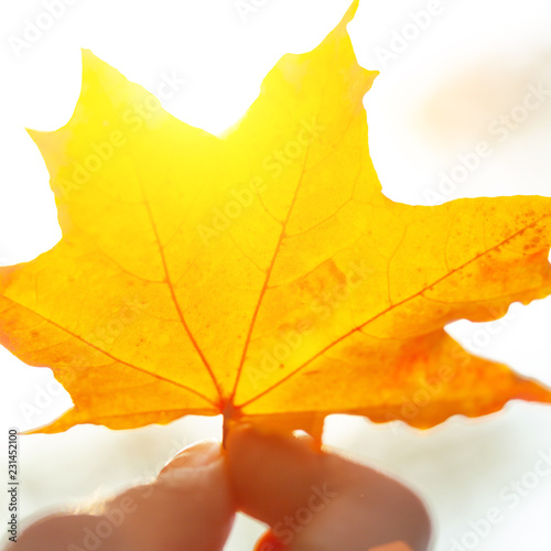 Autumn background with leaves