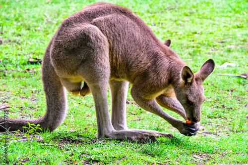 Kangaroos around the field