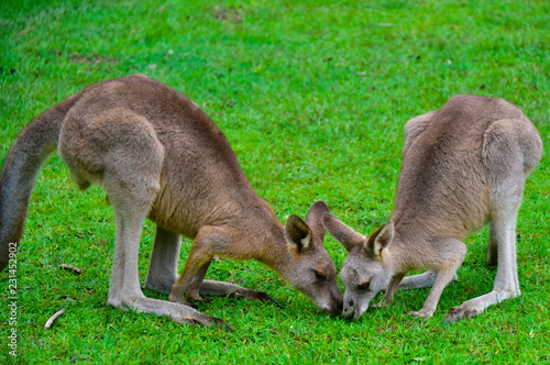 Kangaroos around the field