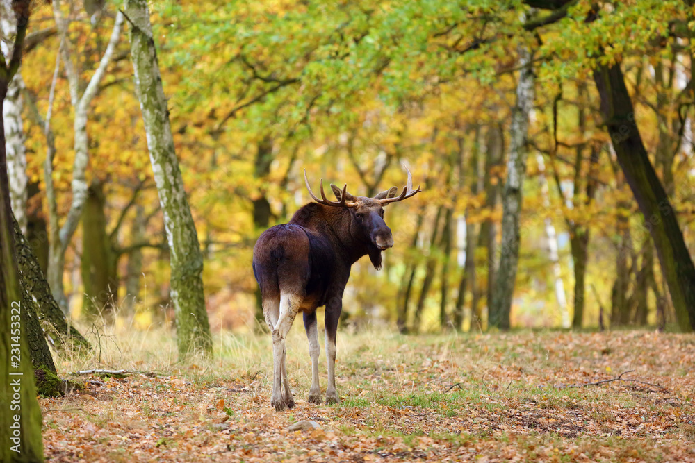 The moose (North America) or elk (Eurasia) scientic name ( Alces alces) in the autumn forest.Big male in the forest. The moose (North America) or elk (Eurasia) scientic name ( Alces alces) in the autumn forest.Big male in the forest.