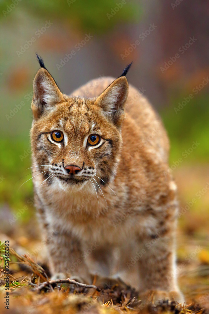 Fototapeta premium The Eurasian lynx (Lynx lynx), portait. Subadult cat portait.Cat ready to attack.