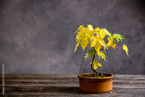 maple  bonsai with fall leaves in brown bowl on wooden board