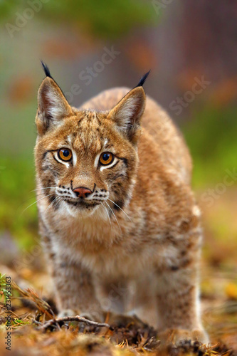 The Eurasian lynx (Lynx lynx), portait. Subadult cat portait.Cat ready to attack.