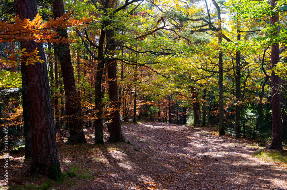 Naklejka premium Herbstwald in den Vogesen