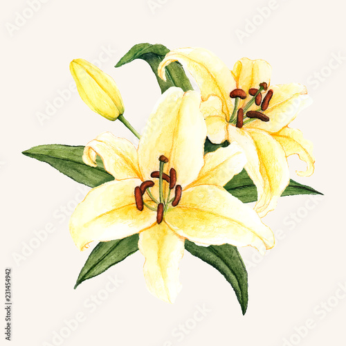Hand drawn white lily flower isolated