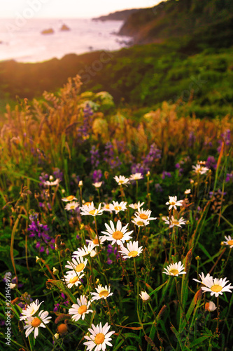 California Sunset with Wildflowers and an Ocean View