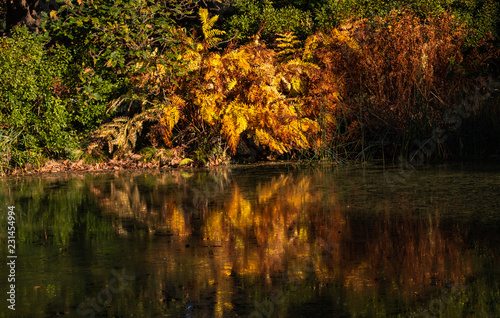 Farn im Herbst