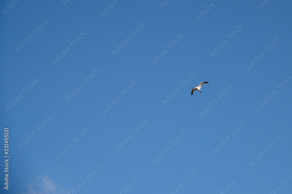 Seagull Bird in Abu Dhabi flying high against blue sky