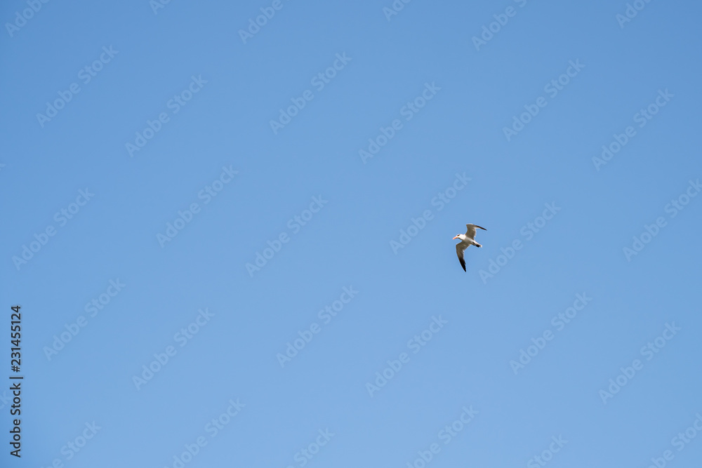 Seagull Bird in Abu Dhabi flying high against blue sky Seagull Bird in Abu Dhabi flying high against blue sky
