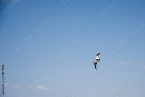 Couple of seagulls flying high against blue sky