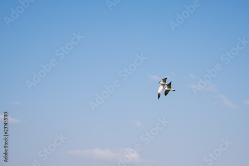 Couple of seagulls flying high against blue sky