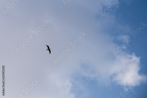 Seagull Bird in Abu Dhabi flying high against blue sky