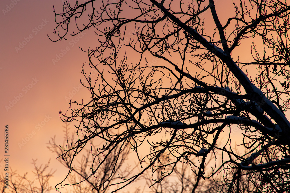 Naked branches on a tree against a sunset sun Naked branches on a tree against a sunset sun