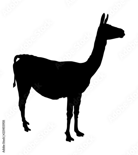 Lama standing vector silhouette illustration isolated on white background. Llama portrait isolated. Wild animal from Central America.