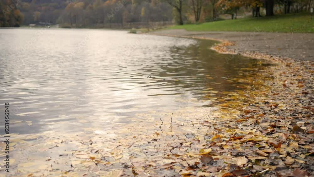 Leaves on the edge of a pond in autumn Leaves on the edge of a pond in autumn