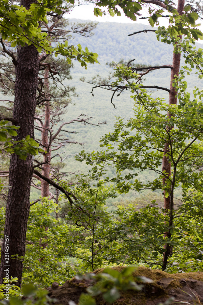Fototapeta premium trees in the forest