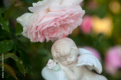 ピンクの薔薇と眠る天使