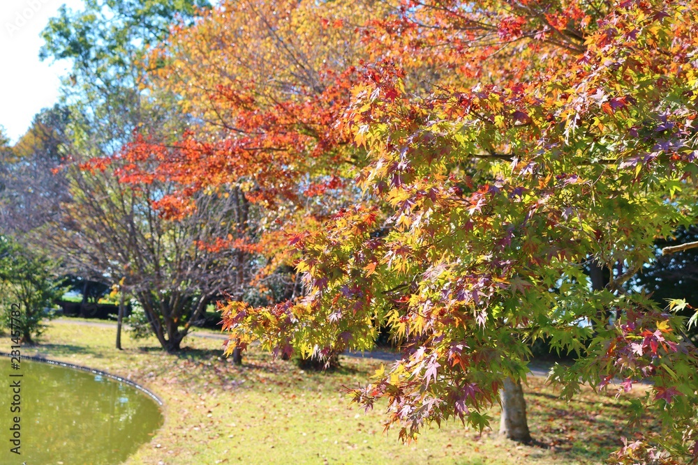 Naklejka premium もみじ 秋 景色 とちぎ