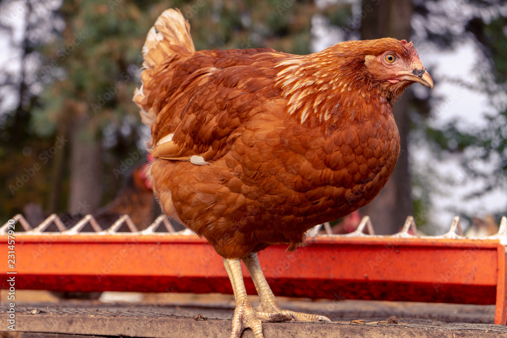 Fototapeta premium Ecological farming. Free range egg production. Happy chicken in a wild nature with a soft yellow light. Biodynamic farm.
