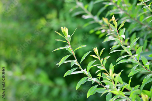 背景をぼかして撮影した、植物の枝の先端領域の写真