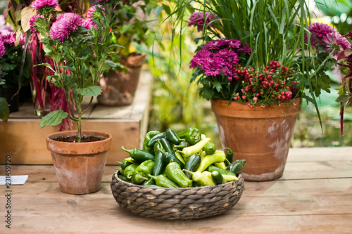 Whickered basket with green peppers in the garden on wooden background