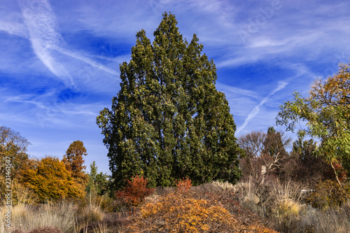 Pyramideneiche im Herbst