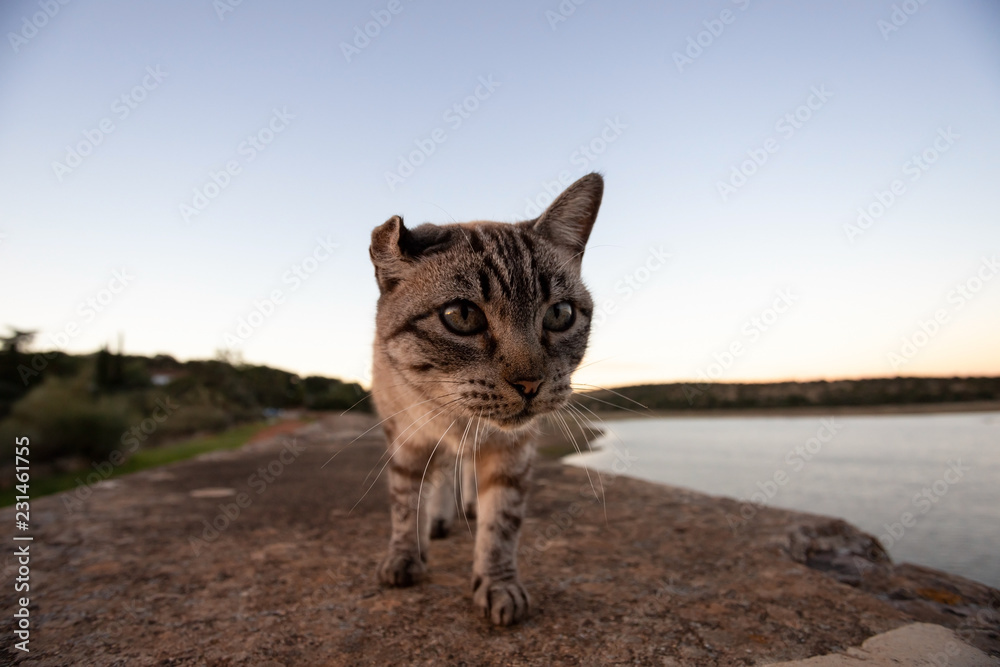Obraz premium Portrait of a nice cat at sunset in the natural park of Cornalvo. Merida, Extremadura, Spain.