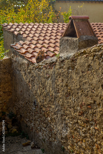 A curious cat on the roof of the medieval village of Guardistallo in Tuscany - 2 © gdefilip