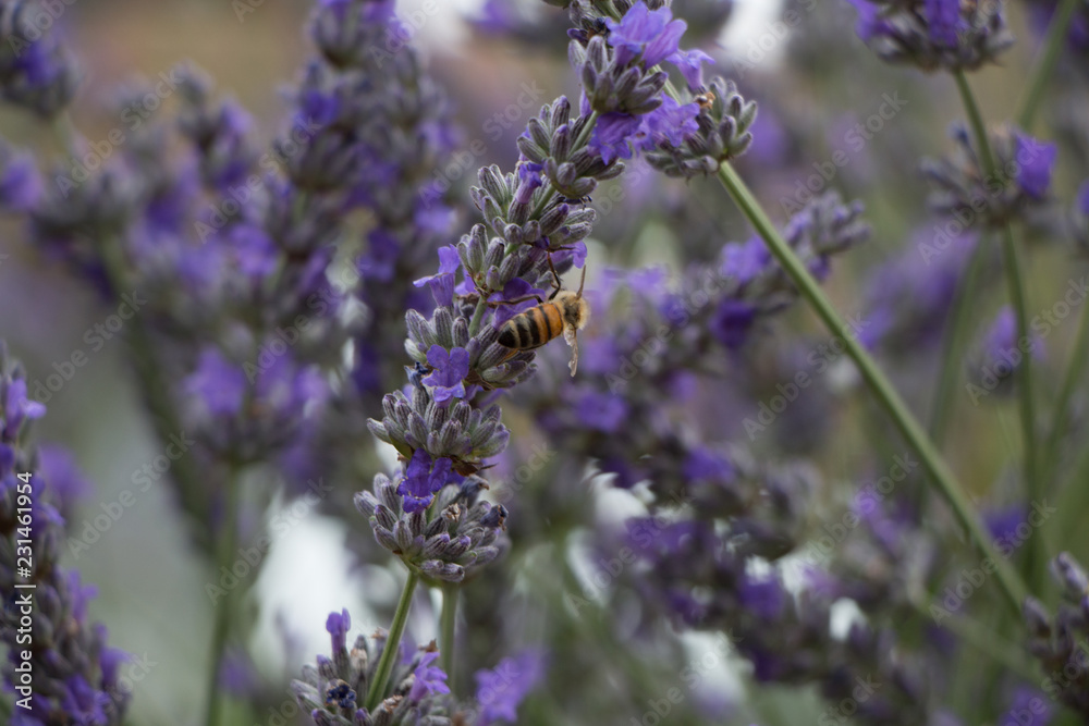 Obraz premium Ape e lavanda viola