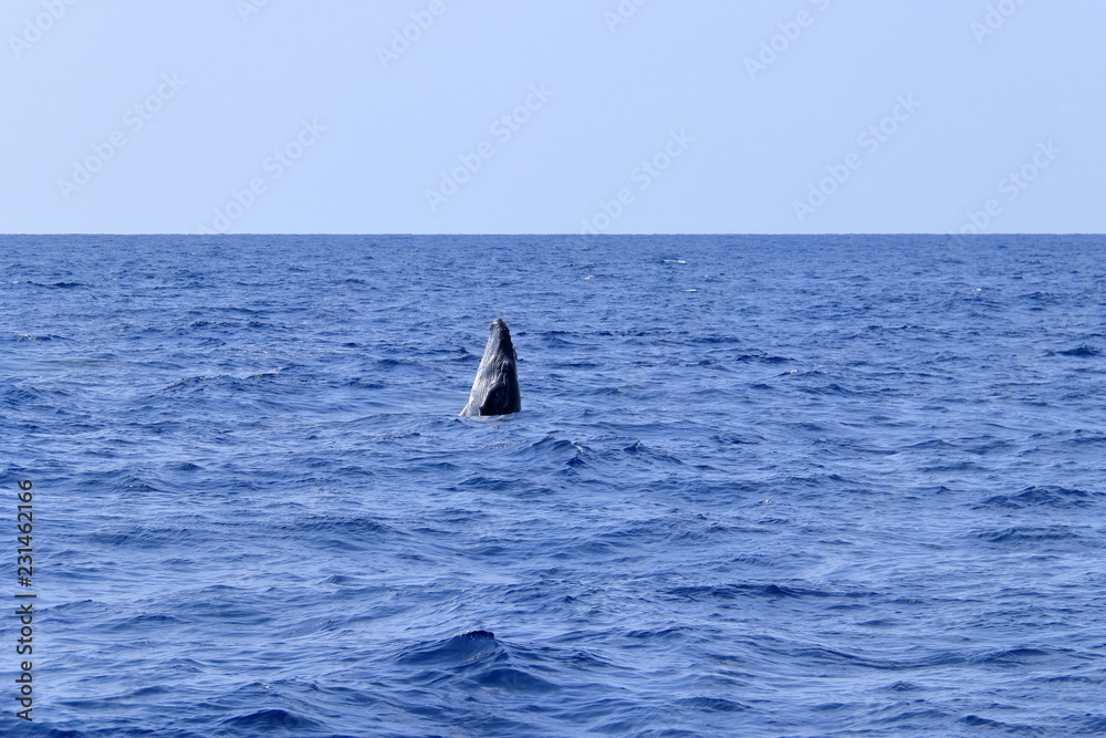 Fototapeta premium スパイホップするザトウクジラ