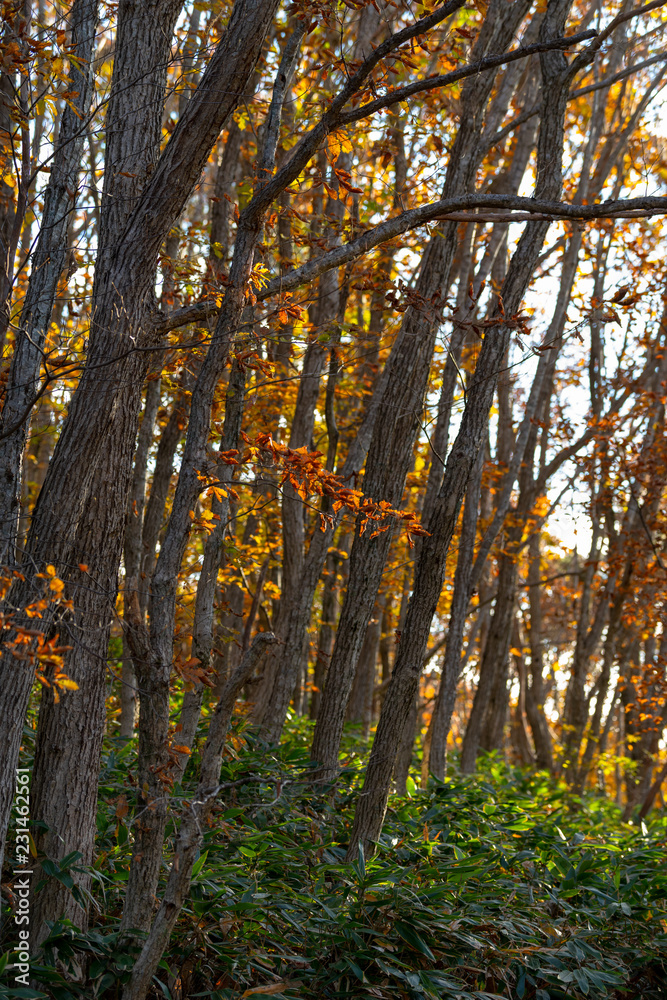 Fototapeta premium 秋