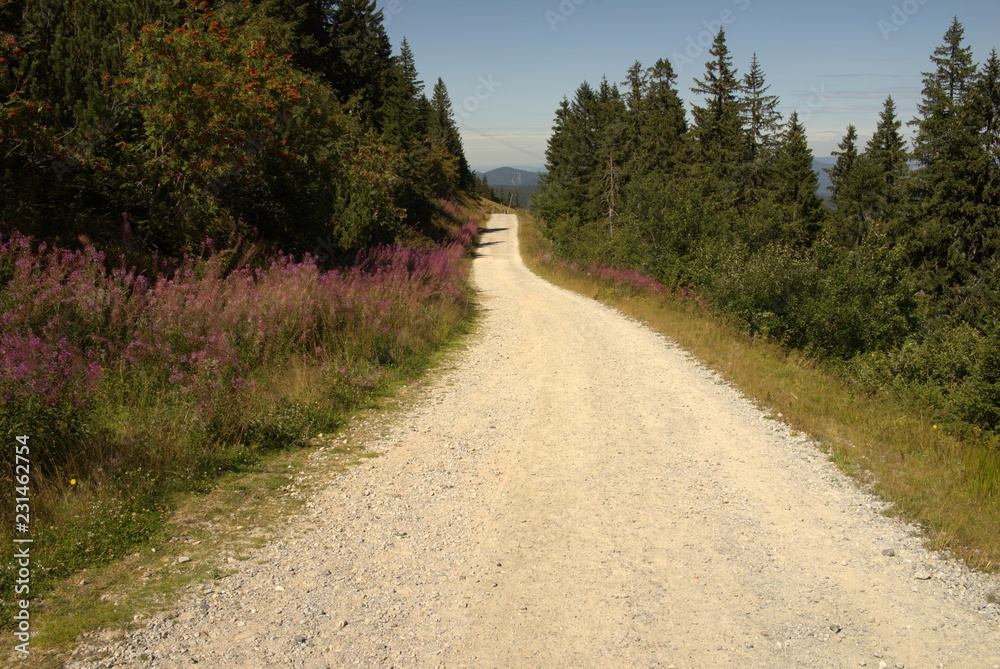 Fototapeta premium Wanderweg am großen Arber